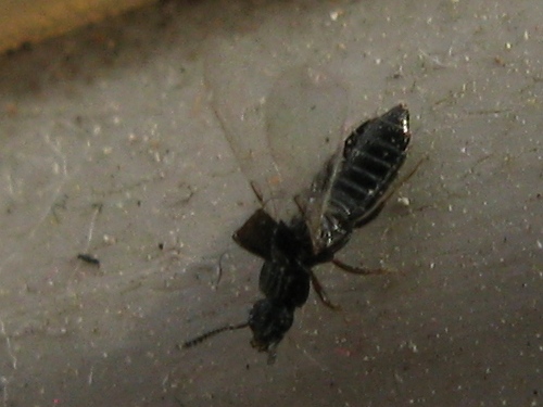 Stafilinide piccolissimo. Anotylus cf. rugosus